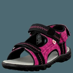 Barn Pax Beetle Lilac